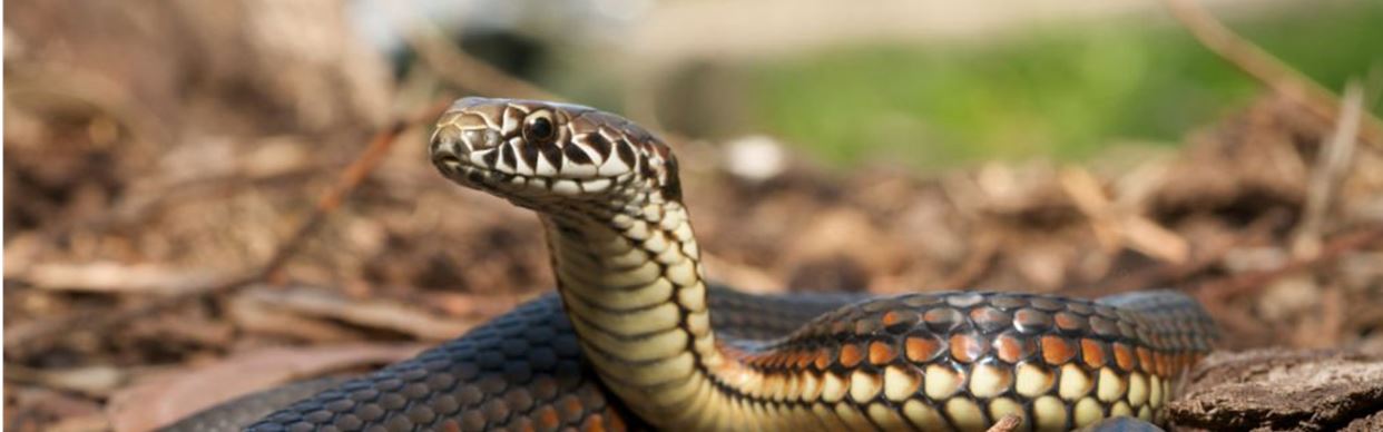 Meet the Rainbow Serpent